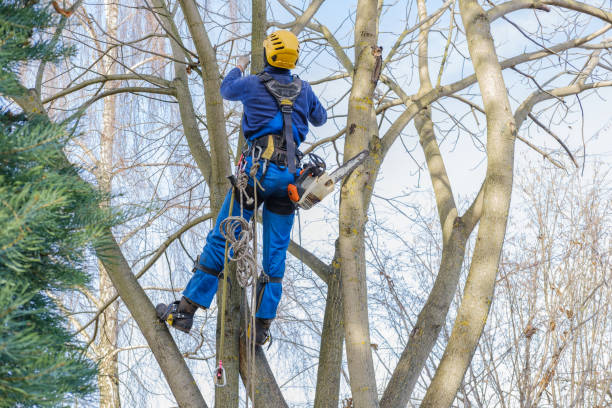 How Our Tree Care Process Works  in  Ransomville, NY
