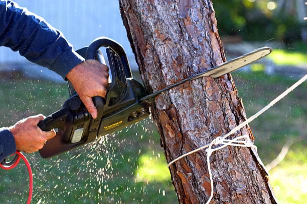 Reliable Ransomville, NY Tree Care Solutions