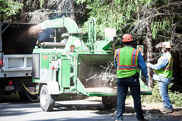 Best Tree Risk Assessment  in Ransomville, NY